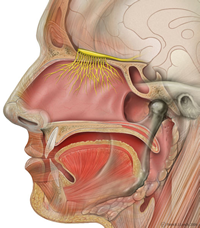 Olfactory nerves
